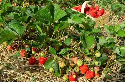 Pěstování jahod ? S hnojivy jednoznačně vyšší výnos